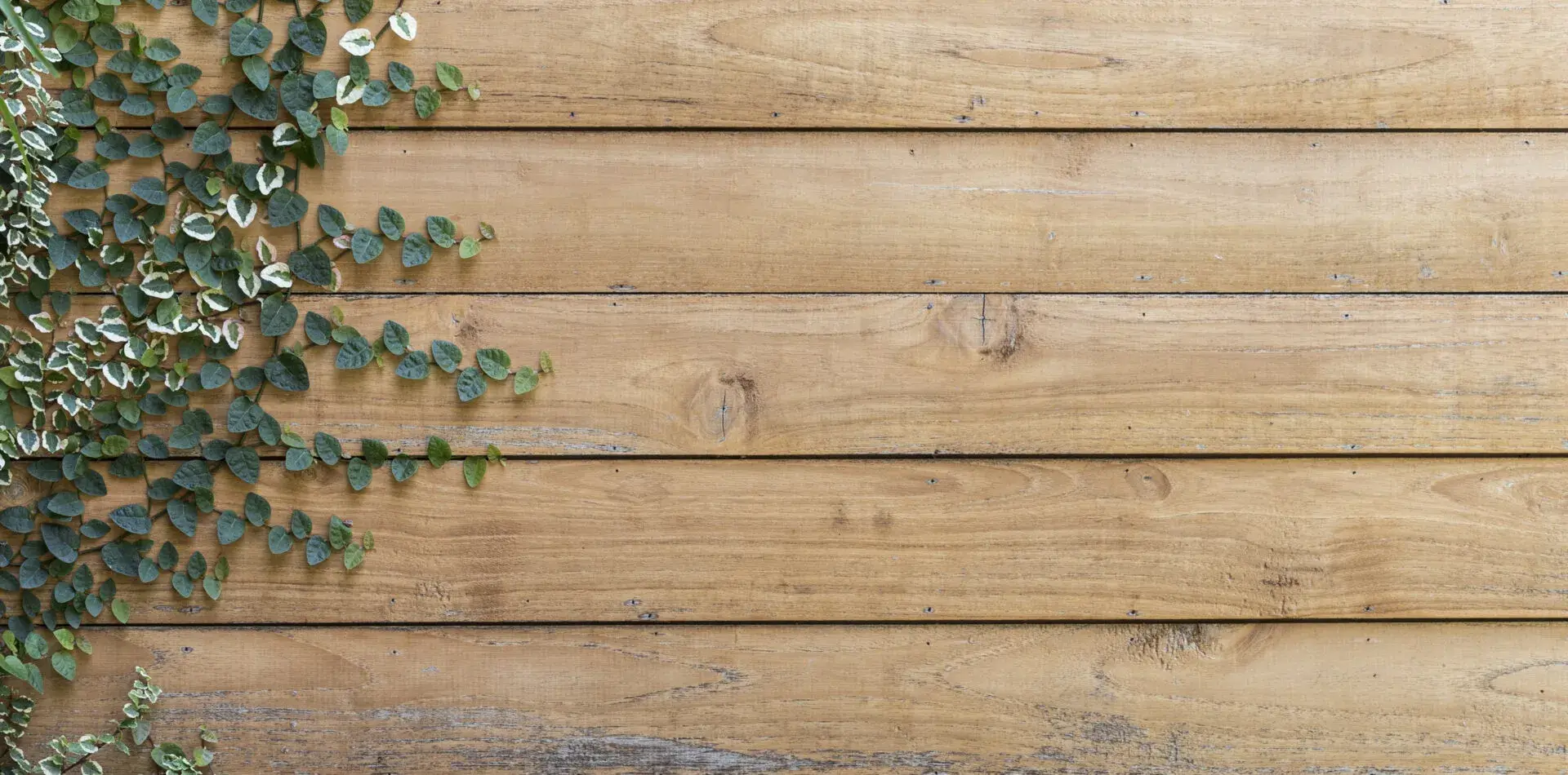 Tree on Wood Hero